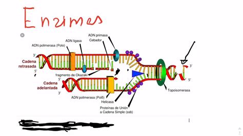 Mecanismo Replicacion Adn Youtube