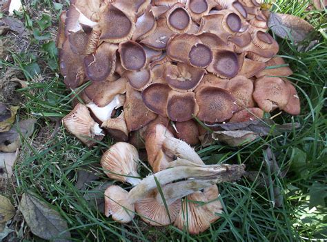 Id Request Missouri Mushroom Hunting And Identification