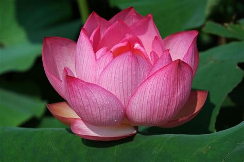 Flor De Loto Lotus Semillas Espectacular Mix De 8 Colores 4990 En