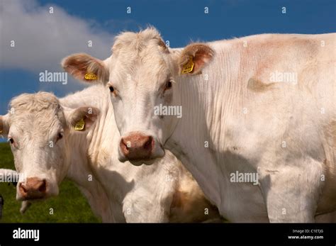 Charolais Beef Cattle Grazing In Pasture Stock Photo Alamy