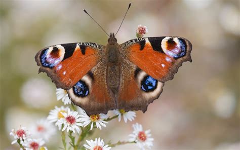 Big Butterfly Count What Species To Spot And How To Help Save Britain