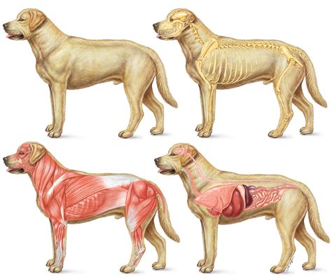 Dog Internal Anatomy Diagram