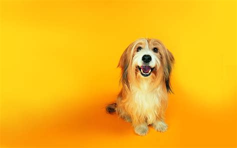 Free Download Dog Wallpapers Hd 1920x1080 For Your Desktop Mobile