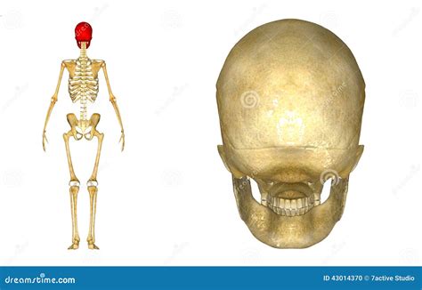Human Skull Back Stock Illustration Illustration Of Graveyard 43014370