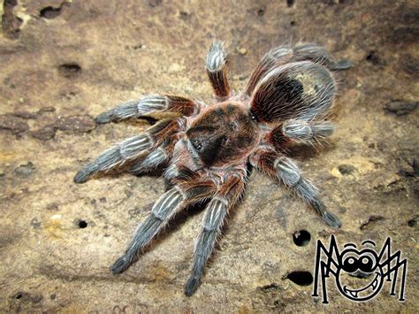The euathlus paradox and the crocodile paradox. Pin on Madárpókok - Tarantulas