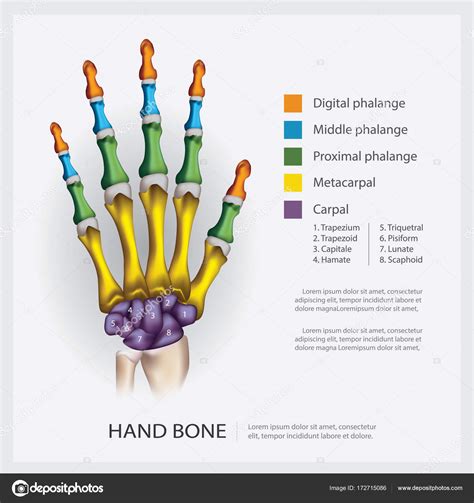 We did not find results for: Menschliche Anatomie Handknochen Vektor Illustration ...