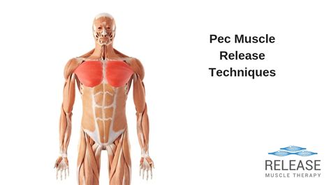 Pectoral Muscle Strength Technique Top 6 Pec Stretch Release Techniques
