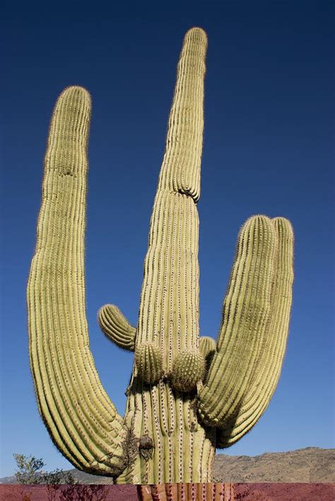 Saguaro Cactus Near Tucson Arizona Photograph By Science Photo Library