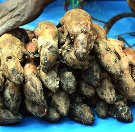 Was war das ekligste was ihr je gegessen habt? Ernährung: Inder sollen Ratten essen statt zu hungern - WELT