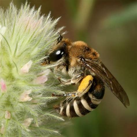 Wildbienen leisten einen oft sehr unterschätzten beitrag als bestäuber unserer obstgehölze. Ökologie-Forum.de | Anthidium.de - Alles rund um ...