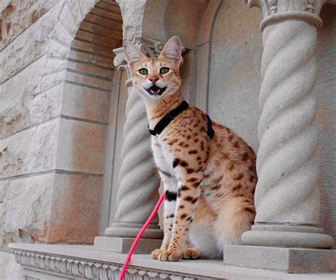 Savannah Cat Exotic Pets For People