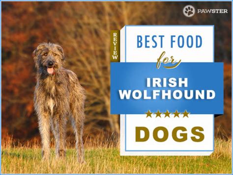 9 Best Foods To Feed And Adult And Puppy Irish Wolfhound In 2023 Pawster