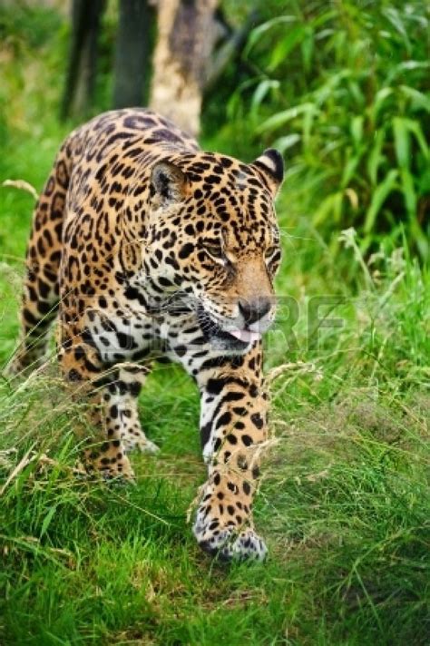 Stunning Portrait Of Jaguar Big Cat Panthera Onca Jaguar Prowling
