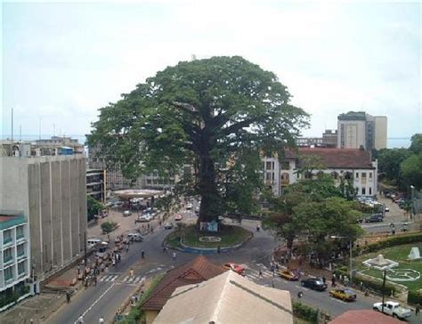 Sierraleone Cottontree The Sierra Leone Telegraph