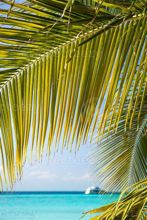 Tropical White Sand Beach With Coconut Palm Trees 1356654 Stock Photo