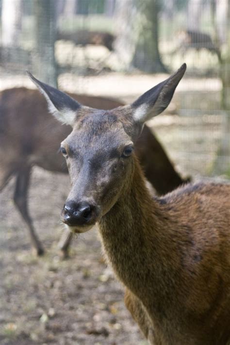 Free Images Mammal Fauna Antler Doe Vertebrate Hirsch Autumn