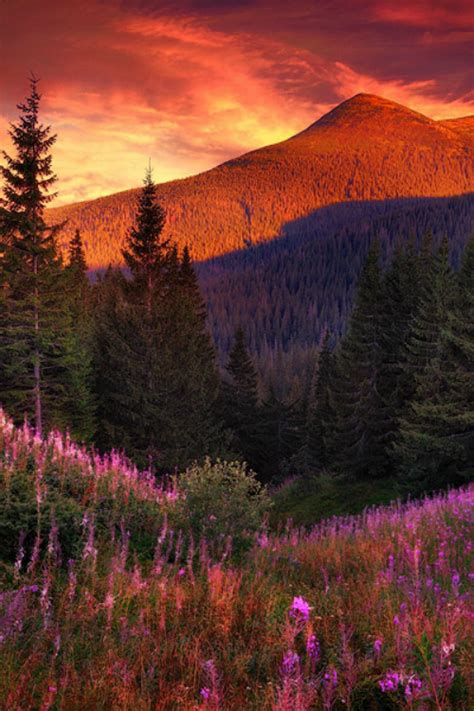 Tulipnight Mountain Flowers In Pine Forest By Into My Minds Eye