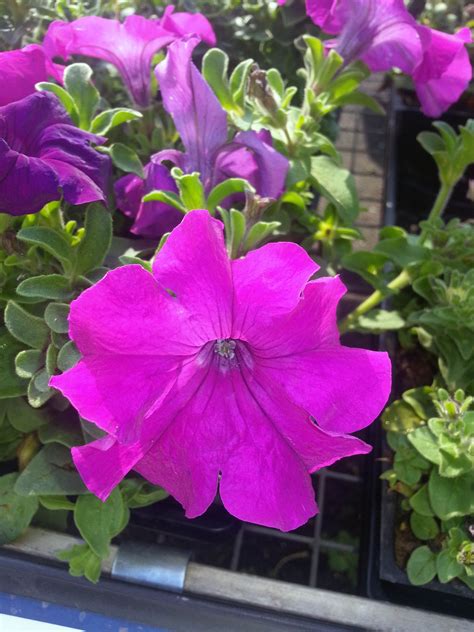 The center of each city listed is within 9 miles of lincoln square, il. #Petunia #flowers from Stauffers of Kissel Hill #Garden ...
