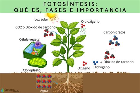 Fotosíntesis Qué Es Fases E Importancia Con Esquema