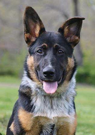 Dad is fully white and mum is black and tan. Blue Heeler German Shepherd Mix (2020 Edition) | Meet The ...