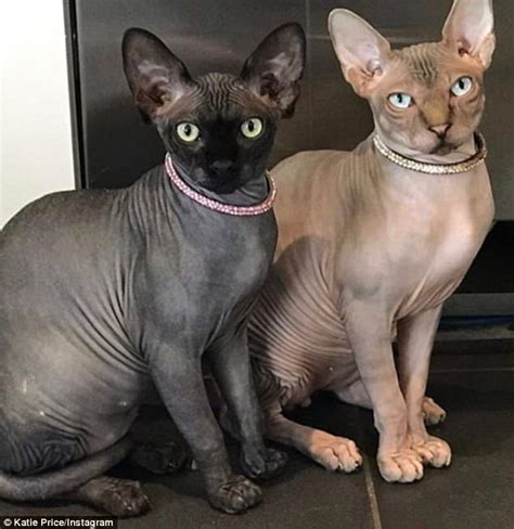 Please refer to my links on the home page and click on why kittens should not leave early for more info! Katie Price blasted by fans for selling hairless cats ...