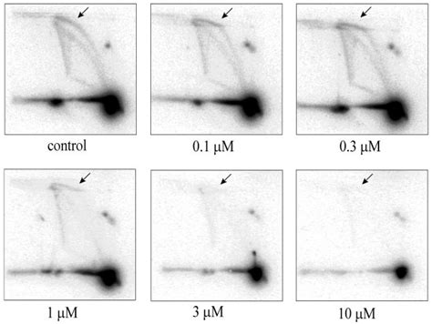 Effects of 1-CBI on intracellular SV40 DNA replication. SV40-infected