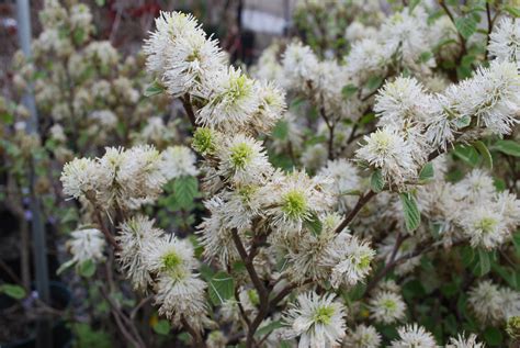 Here's how to keep different kinds healthy and attractive. Deciduous Shrubs | Planters' Choice