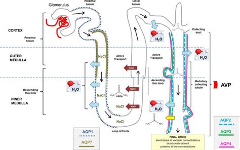 Anatomic Structure Of The Nephron And Collecting Duct System And