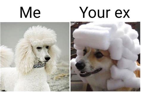50 Poodle Memes