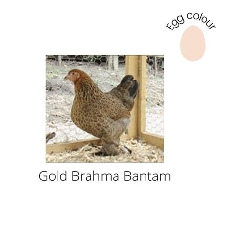 Brahma Gold Brahma Bantams Perfect Poultry