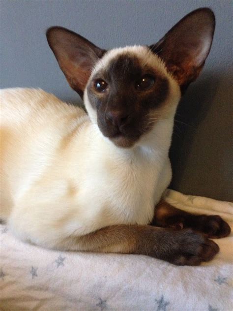 Bruno Chocolate Point Siamese Siamese Cats Oriental Shorthair Cats