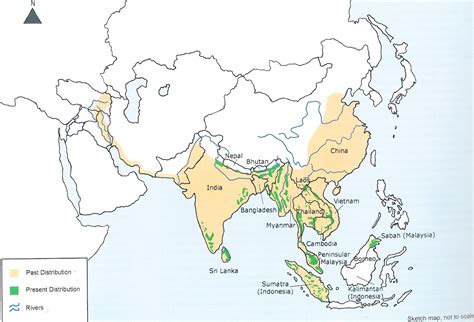 Elephant Facts & FAQs