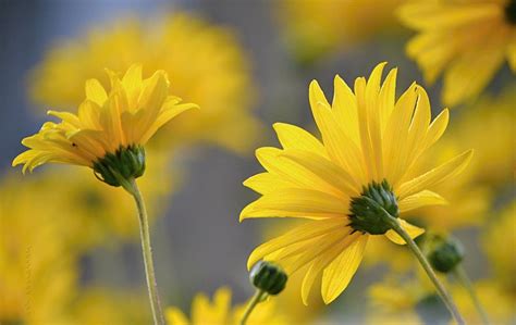 Yellow Flowers By Svitakovaeva On Deviantart Yellow Daisies Amazing