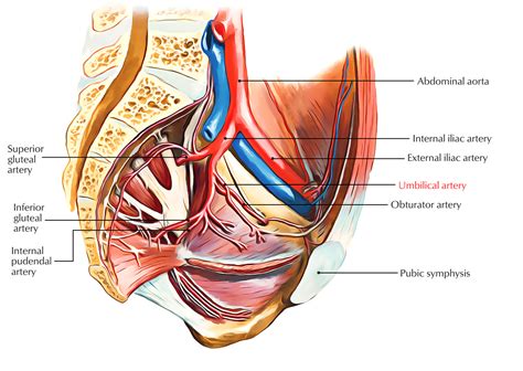 This product includes all the anatomy systems of a human female torso: Umbilical Artery - Earth's Lab