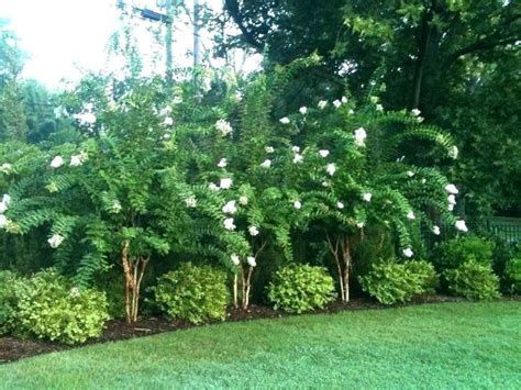 Best Privacy Trees For Small Backyard Best Landscaping Trees For