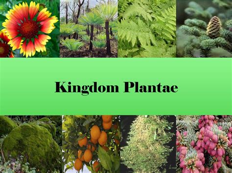 Ppt Kingdom Plantae Powerpoint Presentation Free Download Id2160596