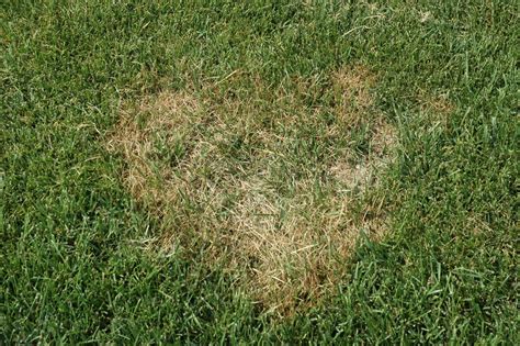 Brown Patch Lawn Disease Fairway Green Inc