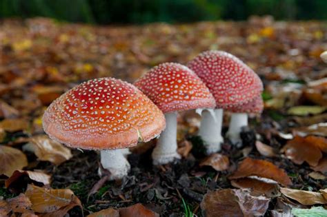 Perhaps the most well know magic mushroom. Magic Mushrooms - Drug Rehab 101