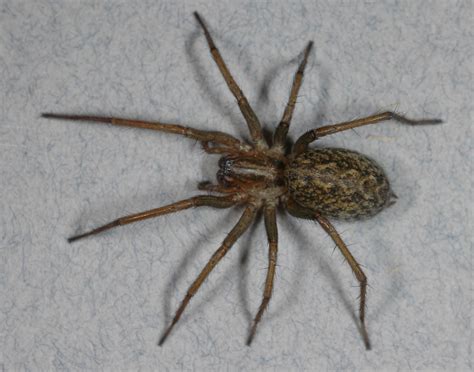 Venomous Hobo Spider May Be Not So Toxic After All Live Science