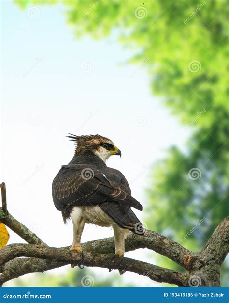 Rufous Bellied Eagle Stock Photo Image Of Accipitridae 193419186