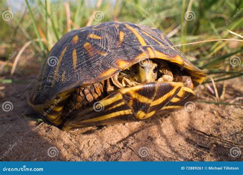 Ornate Box Turtle Inside His Shell Stock Image Image Of Inside