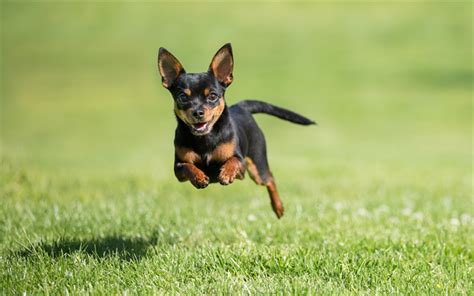 Download Wallpapers 4k Miniature Pinscher Flying Small Dog