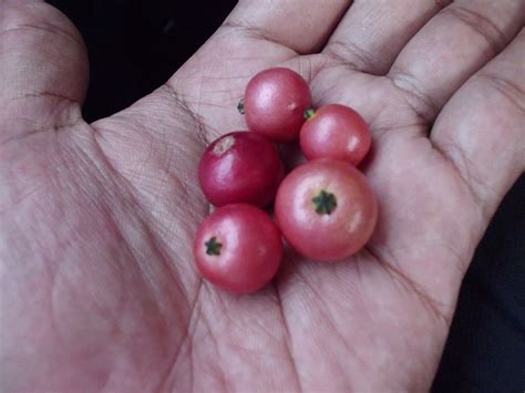 buah ceri tanjung tokong