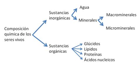 Composicion Quimica De Los Seres Vivos