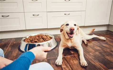 4 Things To Take Note When Feeding Your Dog Doggie Cube