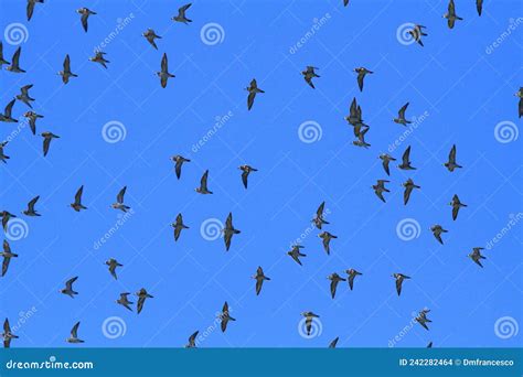 Marsh Birds In Flight Spring Migrations Europe Africa Stock Photo