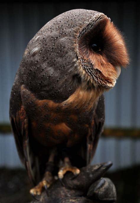 Extremely Rare 1 In 100000 Black Barn Owl Homesteading Soul