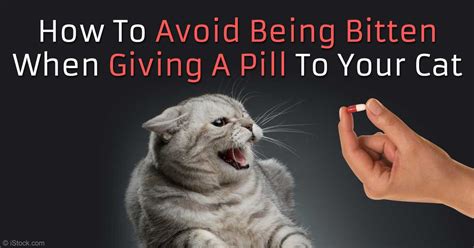 Many medications are readily available in a liquid form, you just have to ask. Easiest Way to Give Your Cat a Pill