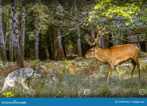 A Wolf Attacking A Deer Stock Image Image Of Attacking 214941321