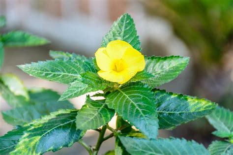 Damiana Turnera Diffusa, Yellow Flowering Herb Is An Aromatic Stock ...